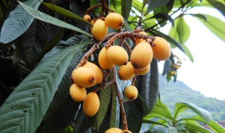 琵笆果怎样储存 琵笆果存放技巧