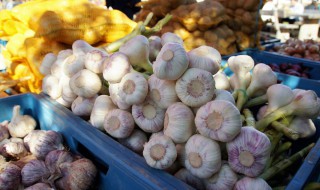 蒜怎样储存才不发芽 蒜头保鲜不发芽方法分享