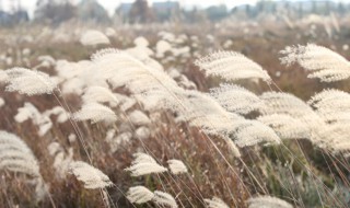 芦花的意思 芦花简单介绍