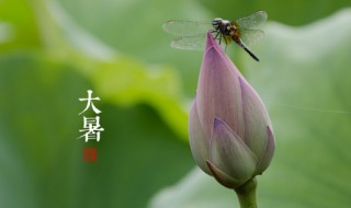 大暑祝福语文案 关于大暑祝福语文案