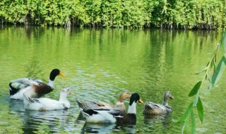 春江水暖鸭先知全诗意思 春江水暖鸭先知原文介绍