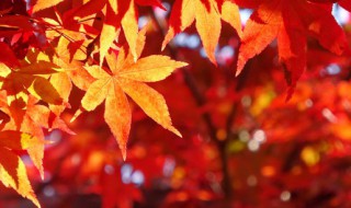 立秋是什么意思含义 立秋含义