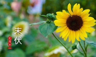 初伏中伏末伏都是哪天 初伏中伏末伏分别都是哪天