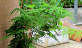 家里种文竹不吉利 家里种文竹不吉利的说法