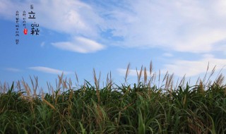 立秋是几月几号2021年立秋 2021年立秋的具体日期