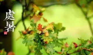 处暑怎么发朋友圈 处暑发朋友圈的句子