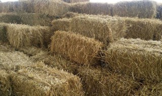 玉米秸秆怎样储存喂羊 玉米秸秆如何喂羊
