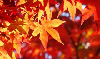 立秋小知识 关于立秋小知识