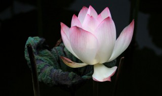 佛法修心的句子 佛法修心的句子有哪些