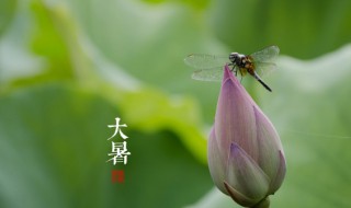 大暑时节如何养生 大暑时节养生的方法