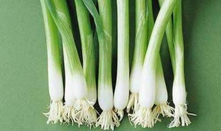 哪那种香葱下面有块茎 香葱下面会结块茎吗