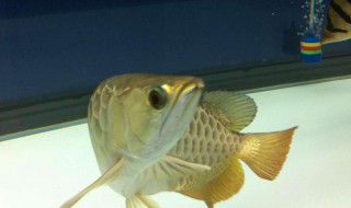 龙鱼只吃大麦虫如何改口 养鱼的经验