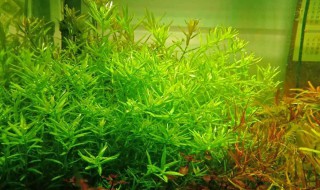 趴地矮珍珠怎么养 要注意些什么