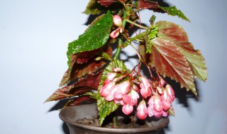 地栽海棠九月可以移盆栽吗 地栽海棠怎么移盆最好