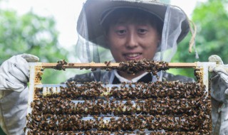 怎样吸引侦查蜂 怎样诱引侦查蜂