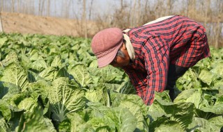 白菜移栽后几天能成活 白菜移栽成活率最高的方法