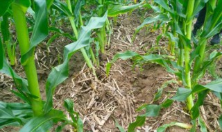 一亩玉米杆可喂几只羊 有知道的吗