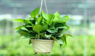 绿萝晒伤了怎么办 有什么挽救的方法吗