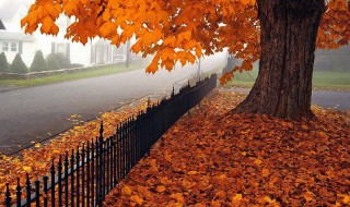 描写秋天的句子三年级上册 快来学习一下吧