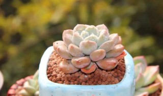 多肉买回来之后如何处理 养多肉的注意了!