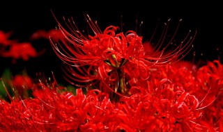 哥哥去世了的伤感句子 思念句句戳中泪点