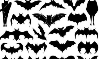 蝙蝠发出超声波遇到蚊子会怎样 为什么蝙蝠可以发出超声波