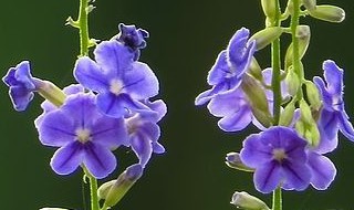 蕾丝金露花开花后怎么修剪 需要注意什么?