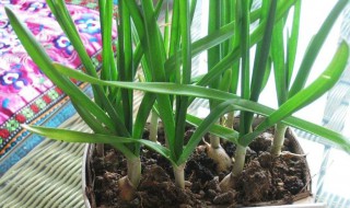 大蒜几天出苗 用这几个方法长势一定非常好