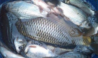 秋季鱼饵搭配 钓友的福利