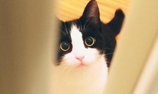 奶牛猫性格好不好 不养真的很可惜!