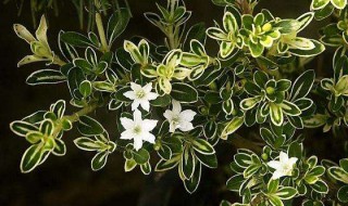 六月雪用什么土好 其他还有什么要求