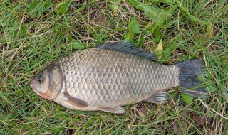 冬天钓鲤鱼饵料配方 要用什么材料