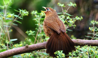 用电煤抓画眉鸟的绝招 电媒捕抓画眉鸟的方法及放音技巧