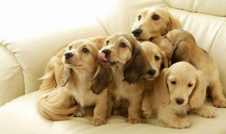 狗月经能不能洗澡 狗狗经期所需要注意的问题