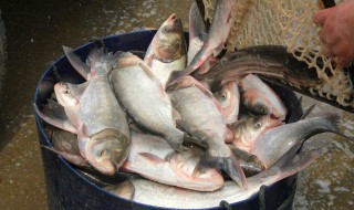 怎么钓鲢鱼 钓鲢鱼的方法