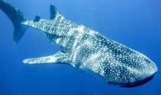 最大的鱼有多大 叫什么名字