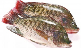 贵妃鱼怎么做好吃 焖的就很好吃了