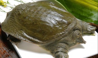 王八和甲鱼的区别 一起来了解