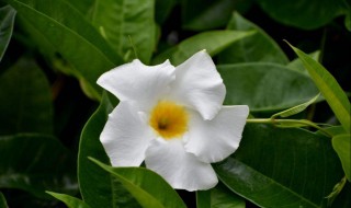 飘香藤叶子为什么发黄 给大家分析原因和解决方案