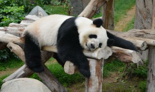 熊猫的寿命是多少年 熊猫能活多少岁