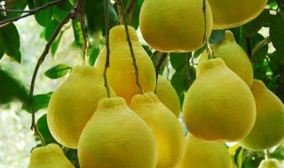 柚子皮吃法 做个五花肉炒柚子皮吧