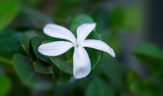铁茉莉的种植方法 如何种好铁茉莉