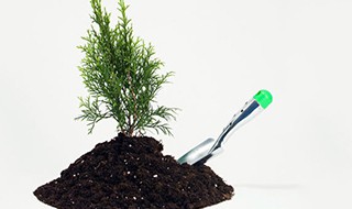 柏树籽枕头制作方法 柏树籽枕头的作用