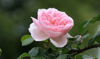 新移植的月季什么时候开始施肥 必须要学习的知识