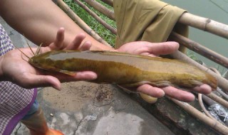本地塘鲺鱼养殖 需要注意这四方面