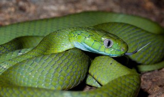 崎岖道路念不改是什么生肖 下面为大家解答