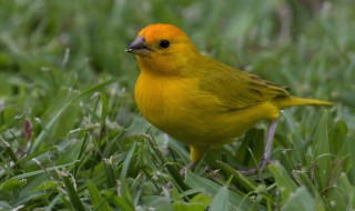 黄雀的寿命 来了解一下吧