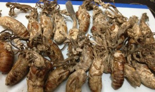 金蝉花多少一斤 金蝉花具有多种作用