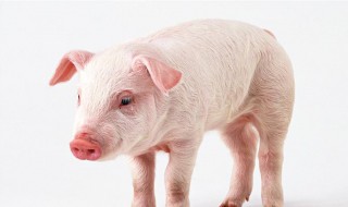 兔死狗烹打一生肖 你答对了吗