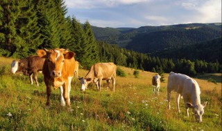 母牛怎么人工怀孕 是怎么做的呢